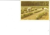 beoordeling sierteeltproducten openlucht veldproef plant 39
