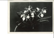orchidee uit verzameling plant 39