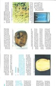 informatiebrochure bruinrot aardappelen 